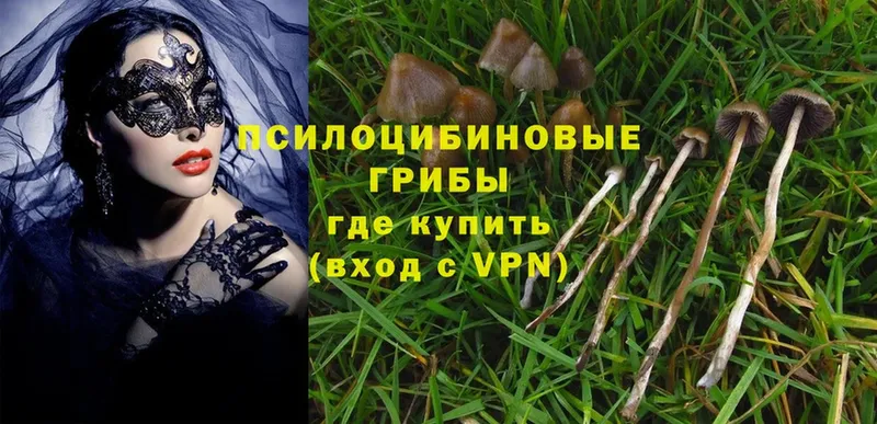 Галлюциногенные грибы Psilocybine cubensis  Динская 